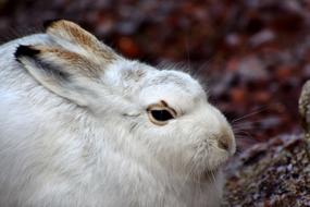 Schneehase Hare Doe