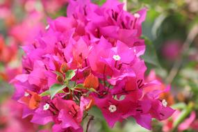 Nature Flower Flora