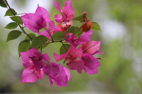 Flower Flora Nature