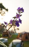 Flower Plant Nature
