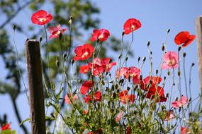 Poppy Flower Nature