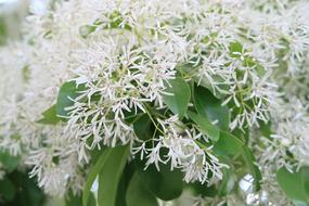 white flowers in the garden are beautiful