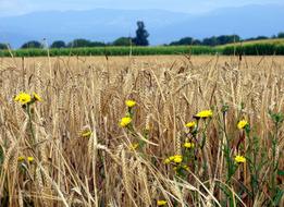 Barley Agriculture Flowers