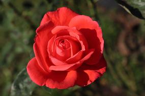 Red Rose Flower