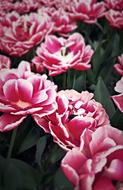 Plant Flower Nature