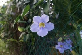 Morning Glory Nature Floral