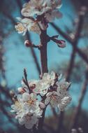 Flower Cherry Branch