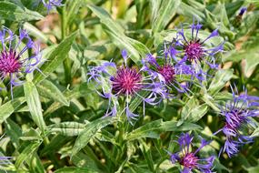 Alpine Cornflower Centaurea