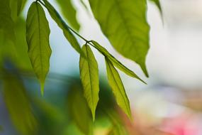 Leaf Nature Plant
