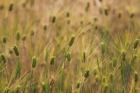 Wheat S Rural Areas