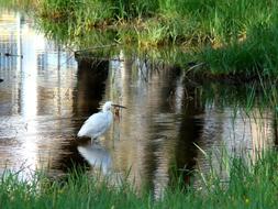 Water Nature Lake