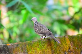 Nature Bird Wildlife