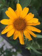 Flower Nature Summer