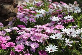 the glade of flowers is huge