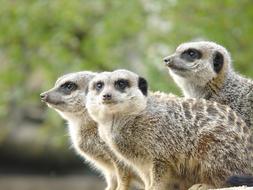 Wildlife Nature Cute