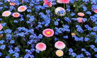 blue flowers with pink