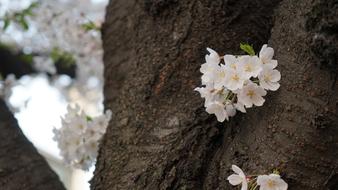 Nature Flowers Wood macro