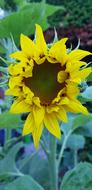 yellow magnificent sunflower
