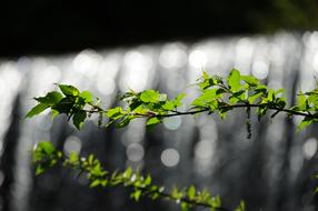 Plant Natural Leaf