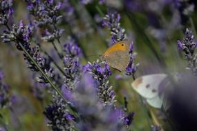 Butterfly Lavender Flower