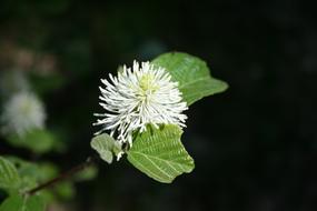 Nature Plant Sheet