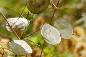 Nature Plant Leaf