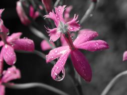 Flower Plant Nature Open