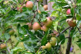 Plant Tree Apple