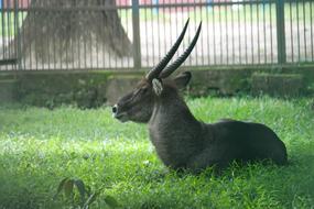 Grass Nature Animal