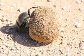 Dung Beetle South Africa Safari