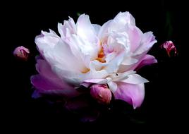 Flower Plant Nature