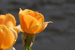 Orange Rose Golden Medal Flower
