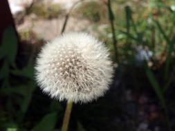 Flower Dandelion Ipselas Seeds