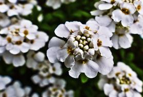 Candytuft Flowers White