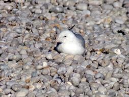 Gull Beach Sea