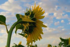 Sunflower Plant Flower