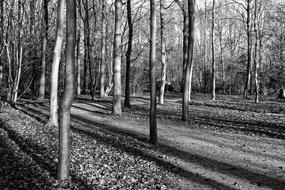 Forest Trees Slender