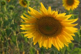 Sunflower Plant Nature