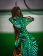 Lizard Reptile Living Nature