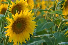 Sunflower Plant Flower