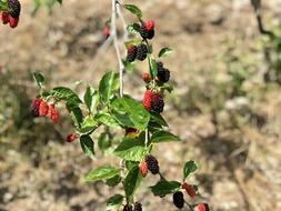 berries on a branch in the garden