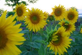 Sunflower Plant Flower