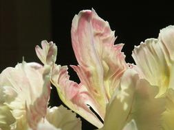 Nature Flowers Nice
