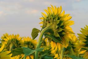 Sunflower Plant Flower