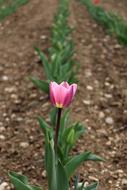 Tulip Nature Plant