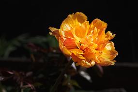 Peony Orange