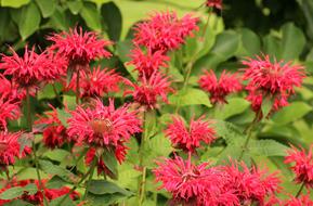 Flowers Red Plants