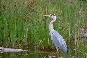 Grey Heron Nature Bird Animal