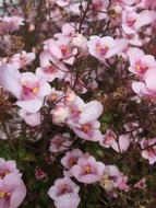 Flowers Pink Natural