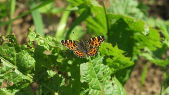 Butterfly Spring Nature